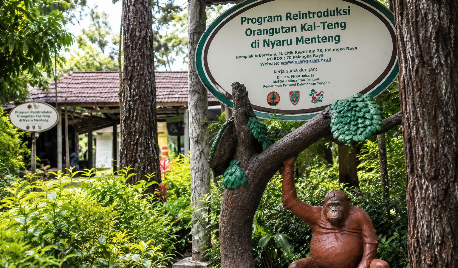 Kawasan Arboretum Nyaru Menteng menjadi salah satu ruang konservasi penting bagi pelestarian orangutan dan keanekaragaman hayati Kalimantan Tengah.