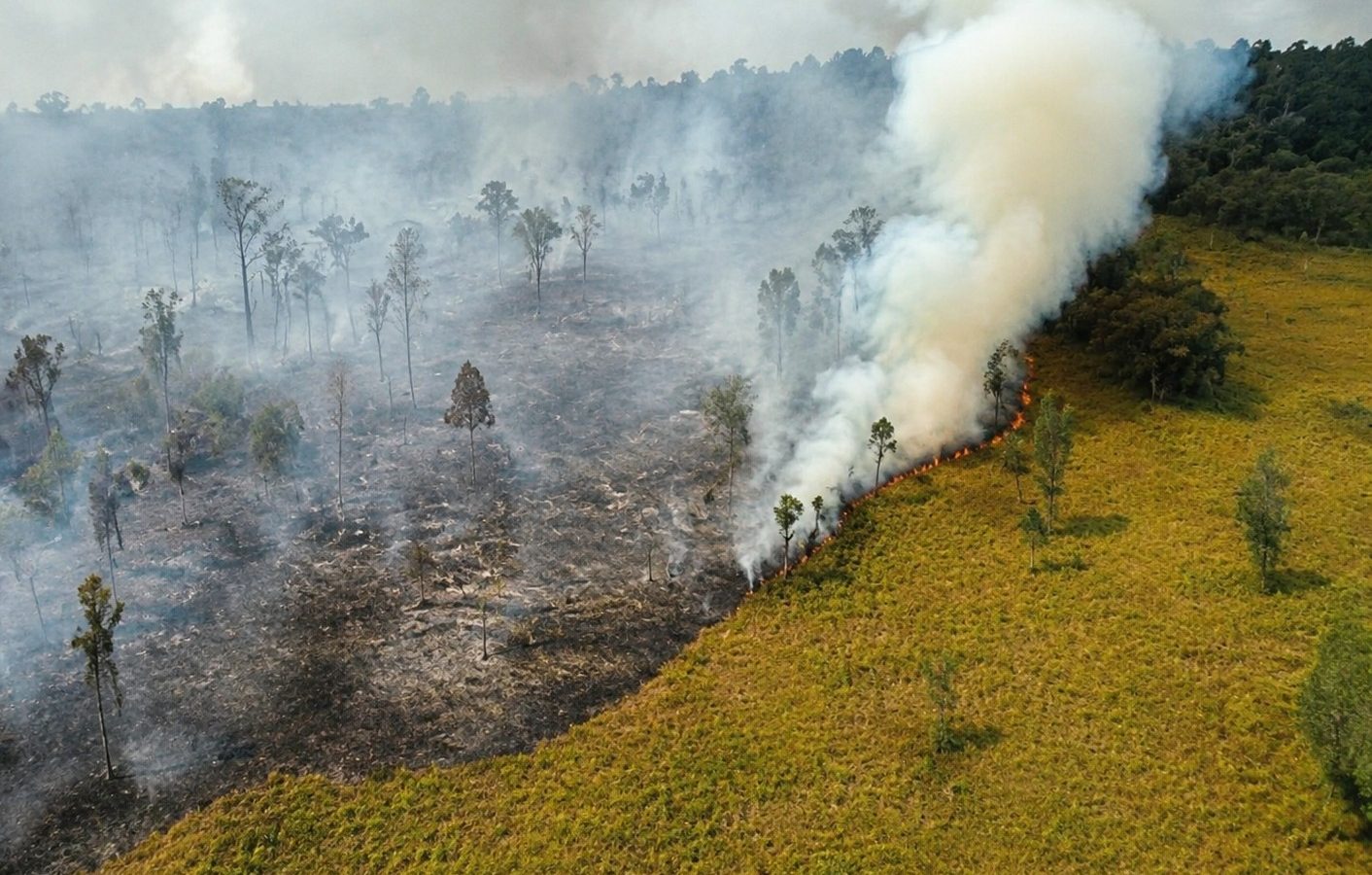 Kebakaran hutan dan lahan terjadi di wilayah Kalimantan Tengah.