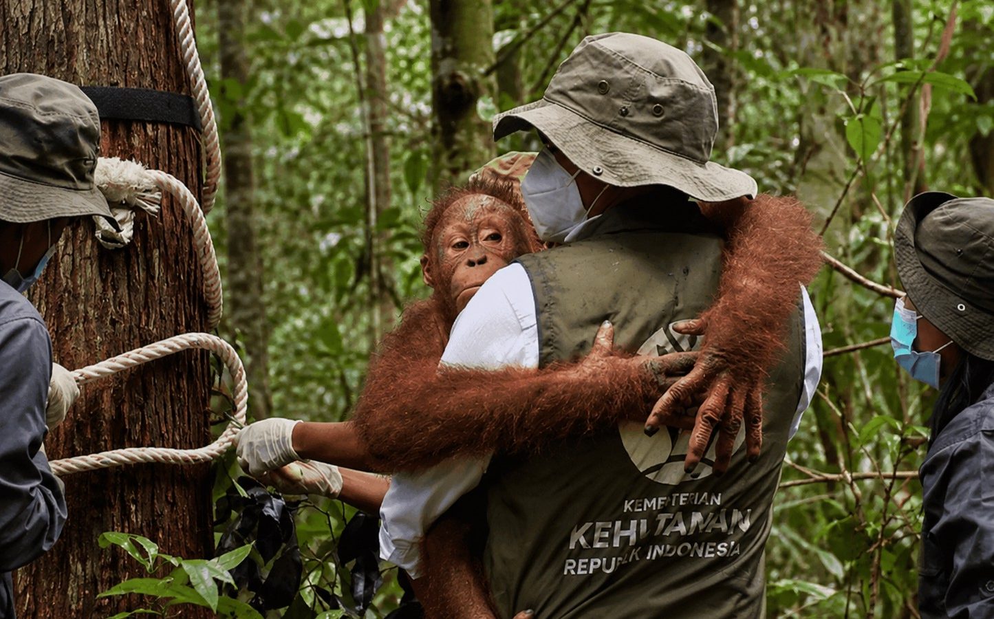 Orangutan menjalani penanganan di fasilitas penyelamatan satwa Nyaru Menteng, Palangka Raya, Kalimantan Tengah. (Foto : BOSF)