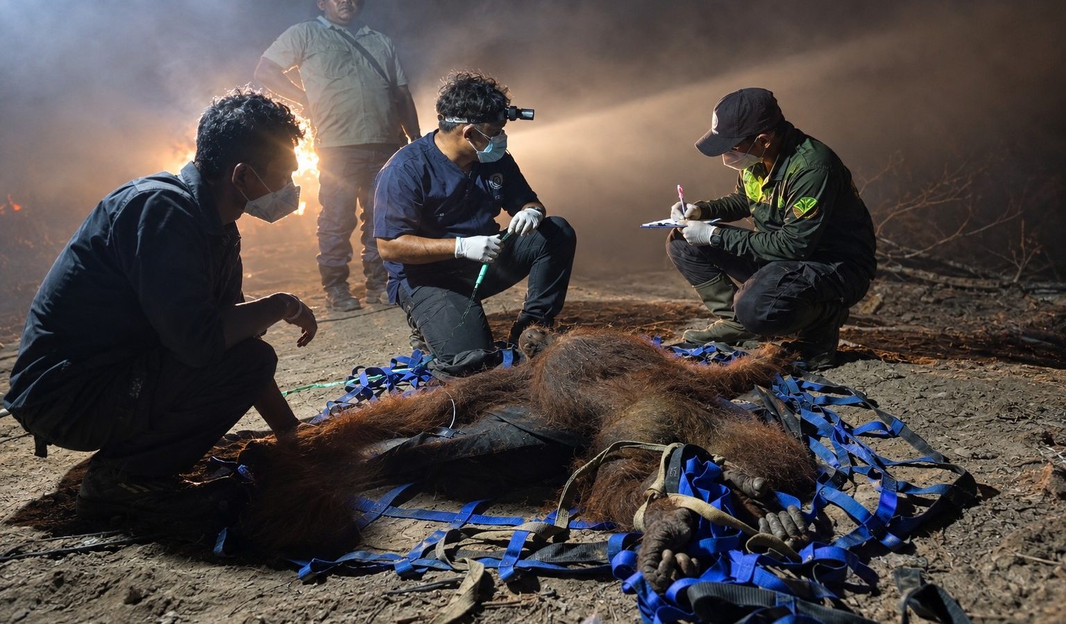 Petugas BKSDA dan mitra konservasi mengevakuasi orangutan betina dari kawasan terdampak karhutla di Kotawaringin Timur.