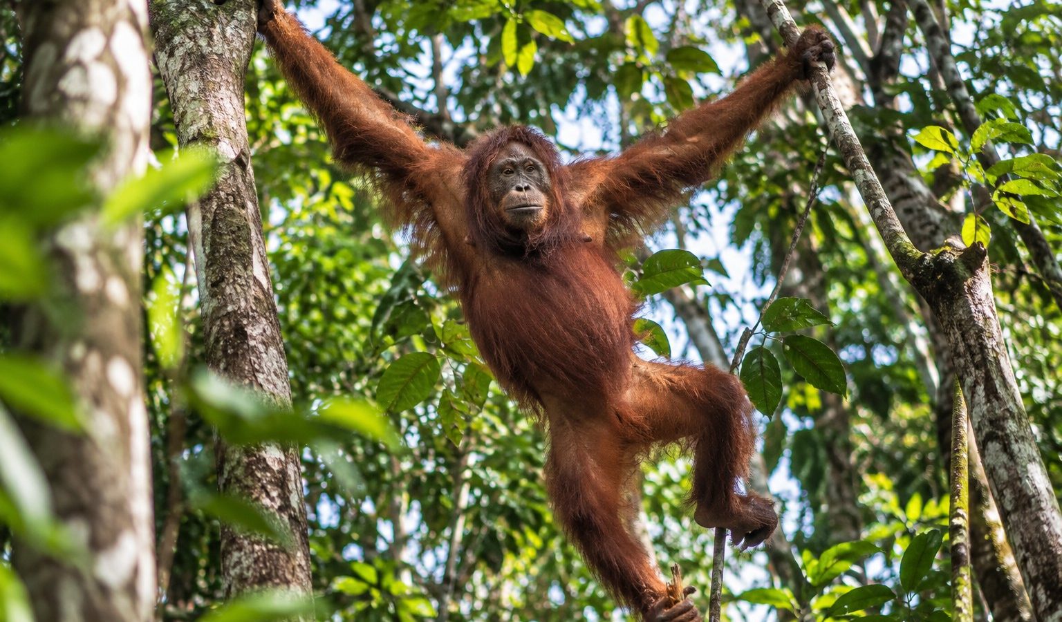 Orangutan bergelantungan di kawasan hutan Taman Nasional Tanjung Puting, Kalimantan Tengah. (Foto: Dianlika Ramadhani)