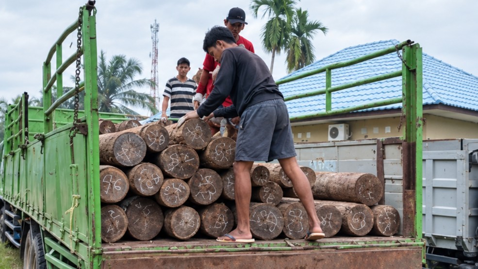 Barang bukti kayu hasil pembalakan liar dari kawasan hutan di Desa Terantang Hilir, Kecamatan Seranau.