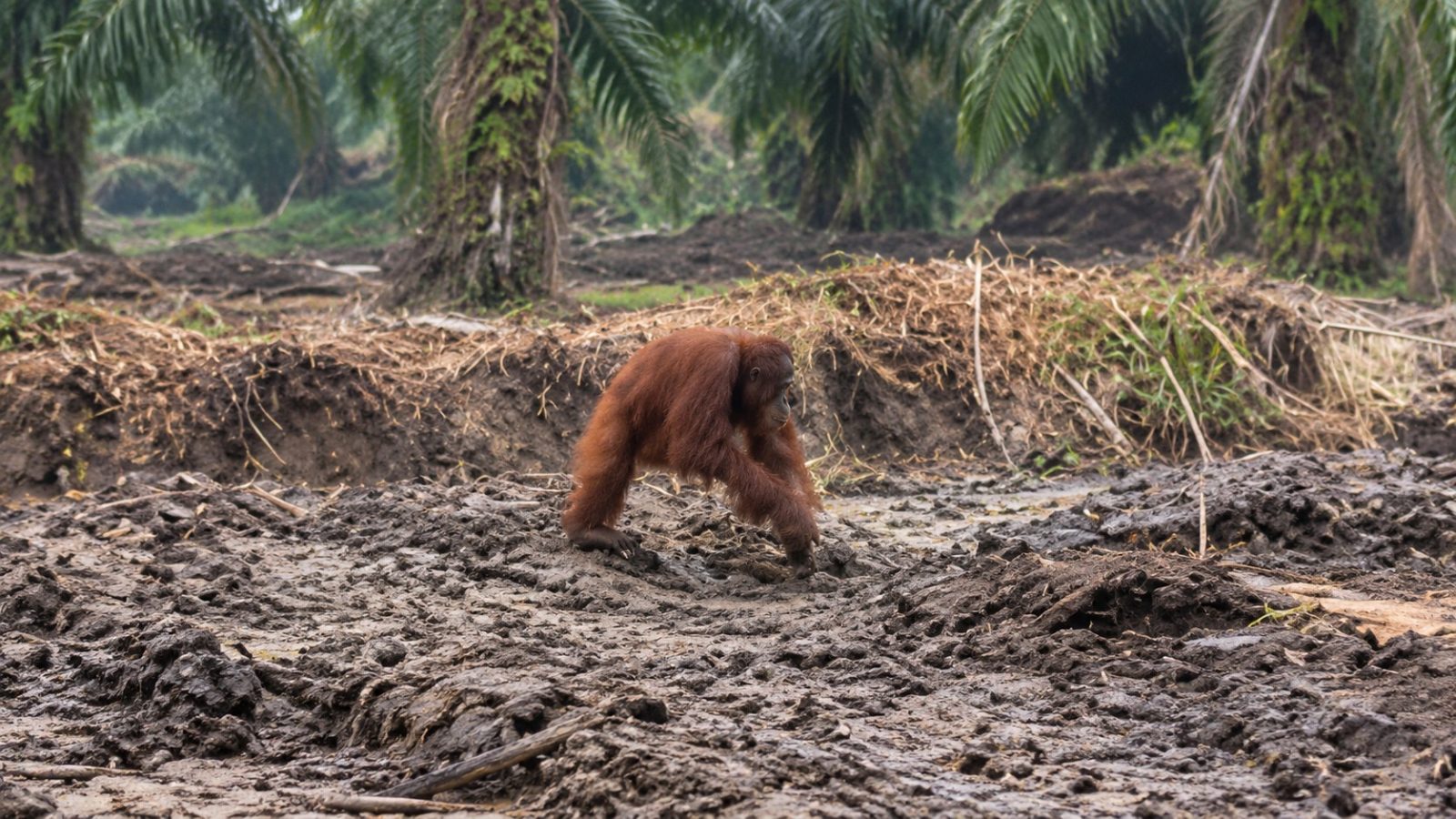 Seekor orangutan terlihat berjalan sendirian di lahan bekas terbakar sekitar Km 13–14 Jalan Pangkalan Bun–Kotawaringin Lama, Kotawaringin Barat.