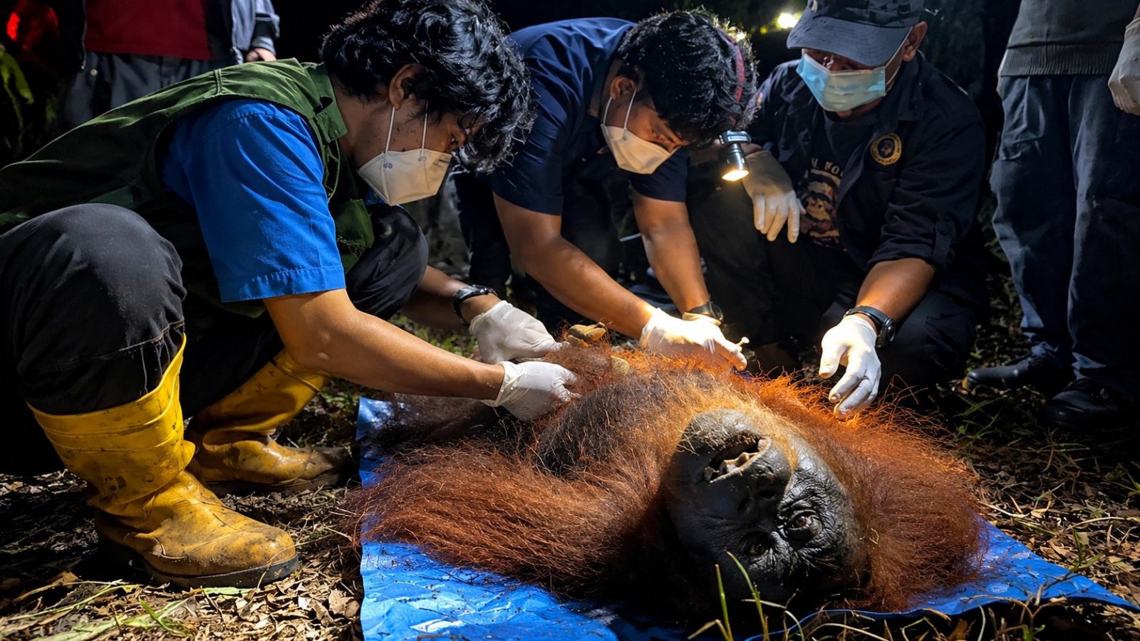Tim gabungan mengevakuasi Ira, orangutan betina berusia sekitar 20 tahun, di Sampit, Kotawaringin Timur, setelah ditemukan di area bekas lokasi karhutla.